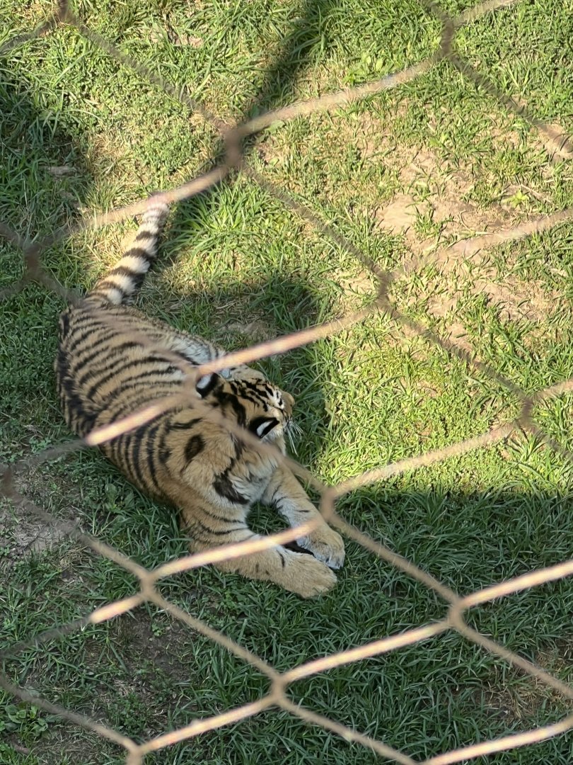 Tiger