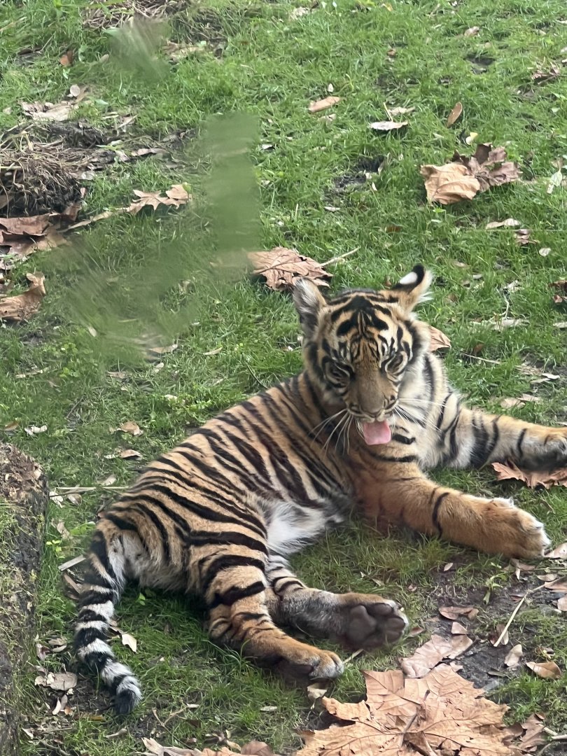 Tiger