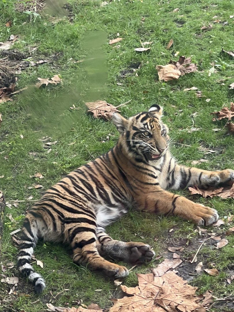 Tiger