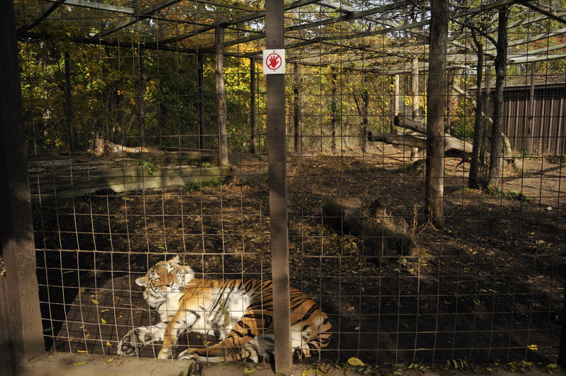 Tigercage at Twin Vally Zoo