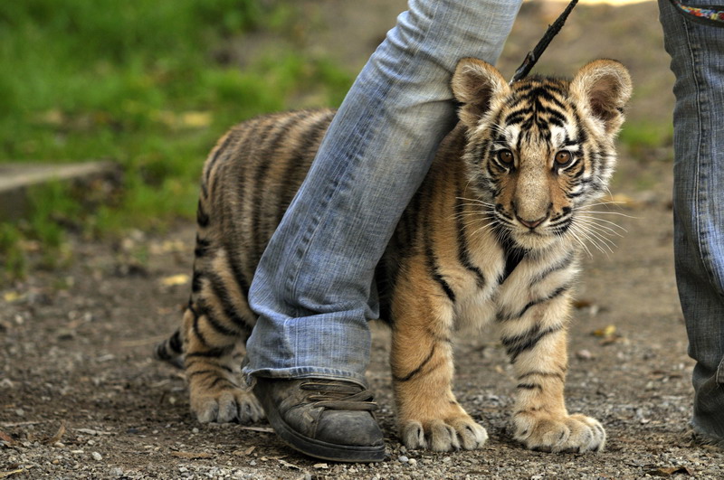 Tigercub at Twin Vally Zoo