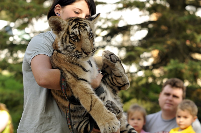 Tigercub at Twin Vally Zoo