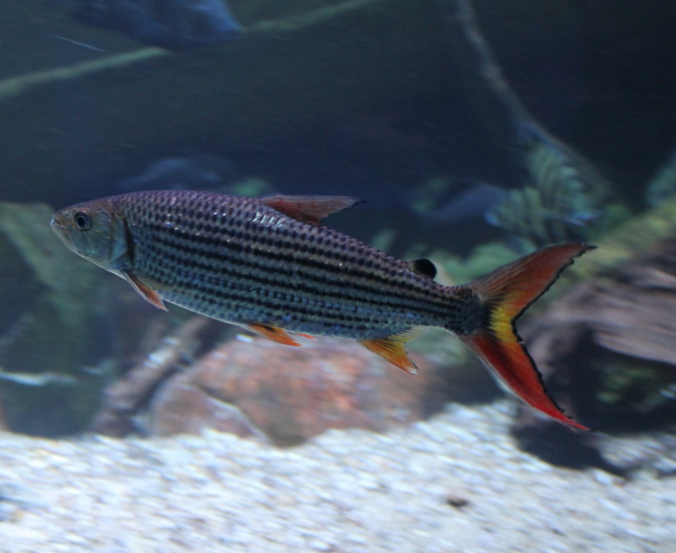 Tigerfish - Hydrocynus vittatus