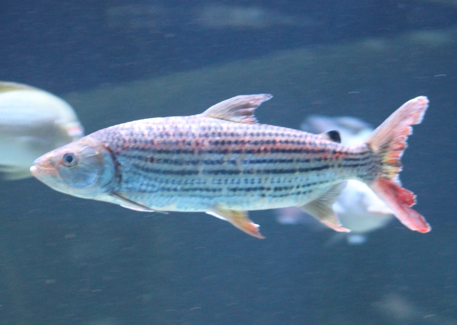 Tigerfish - Hydrocynus vittatus