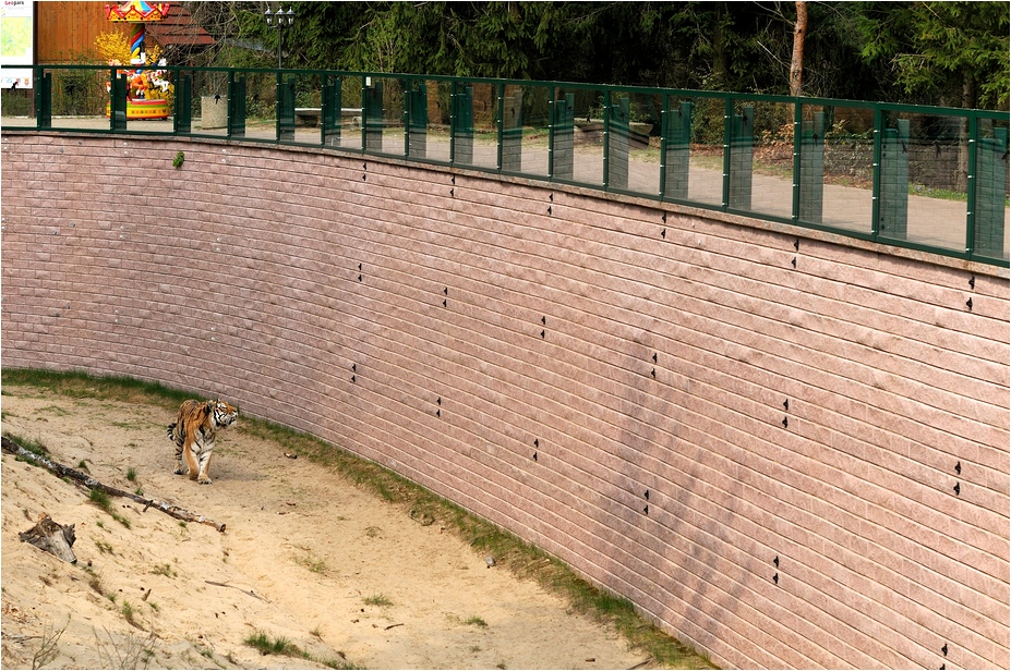 Tigermoat at Eberswalde