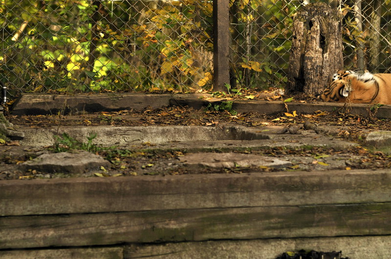 Tigerpool at Twin Vally Zoo