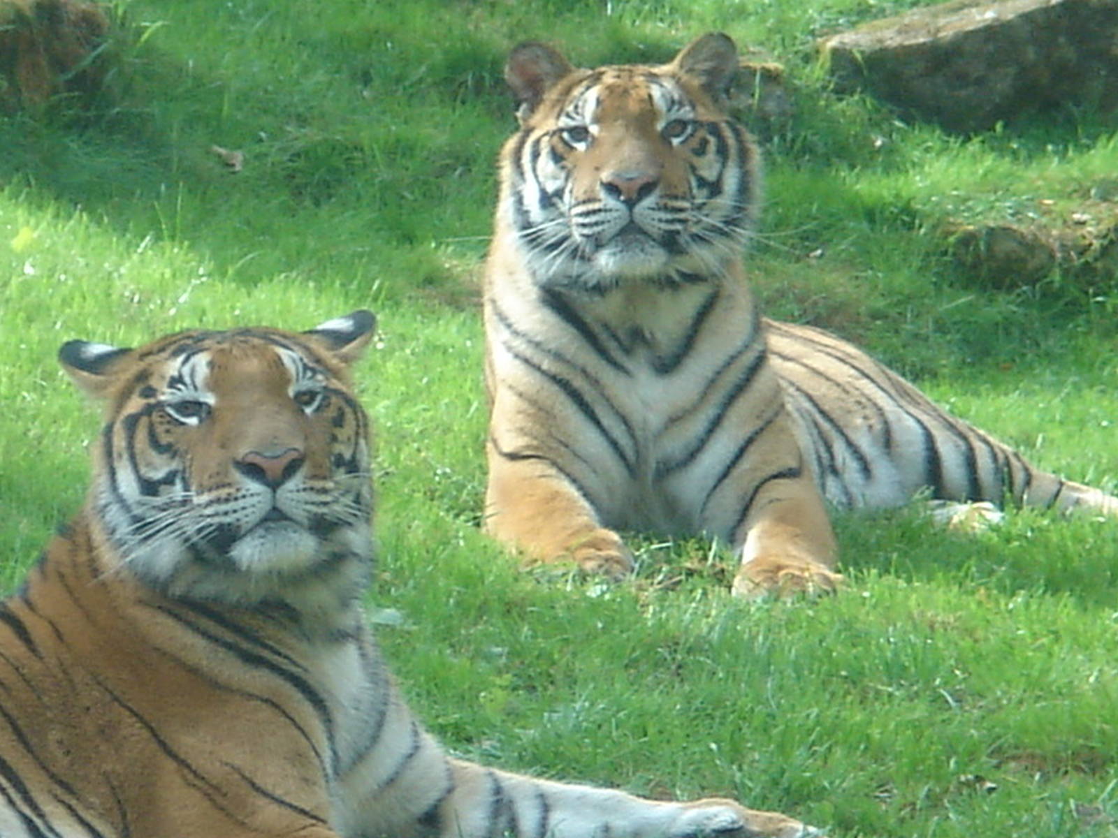 Tigers 2009