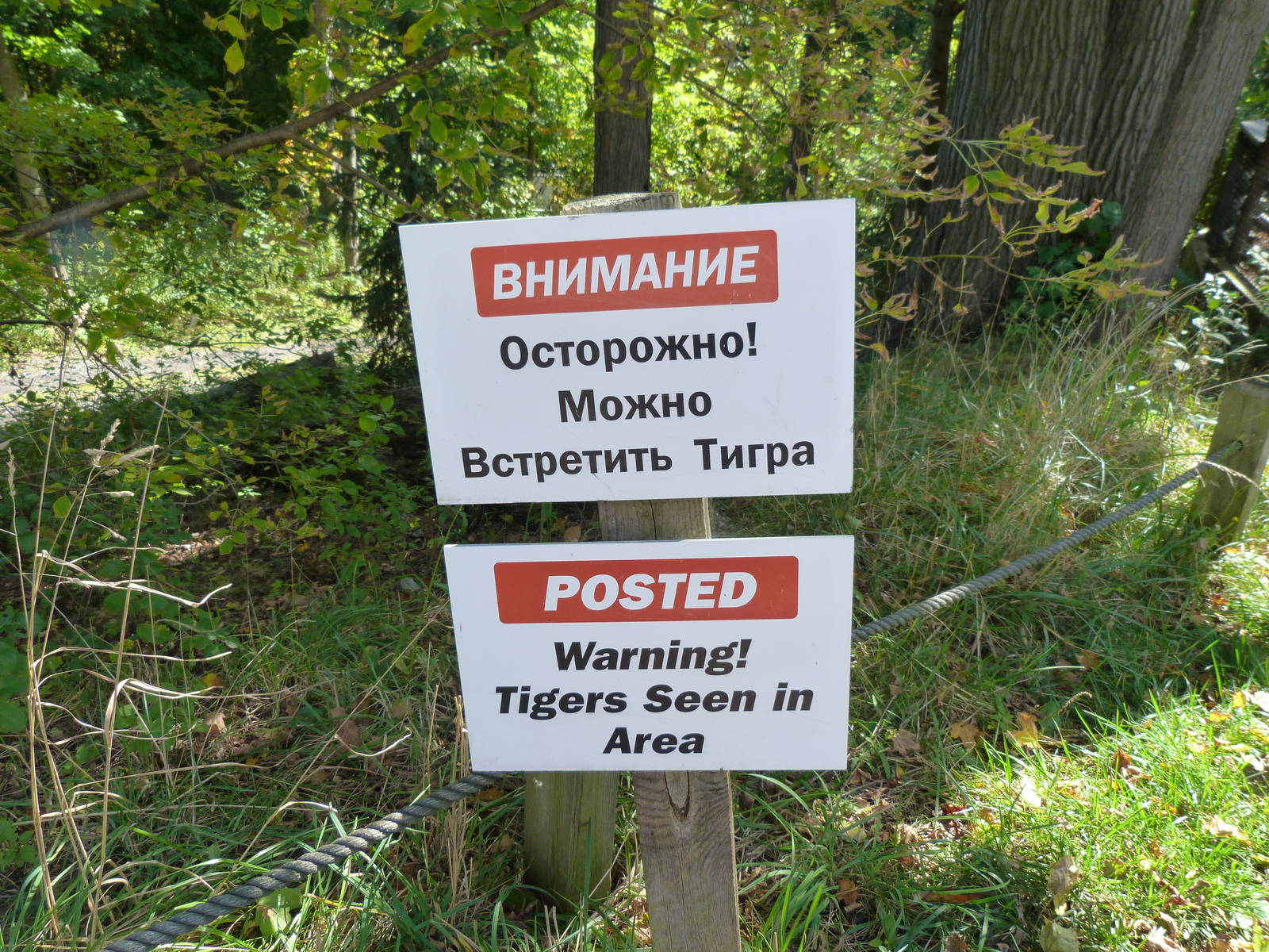 Tigers Approaching!!