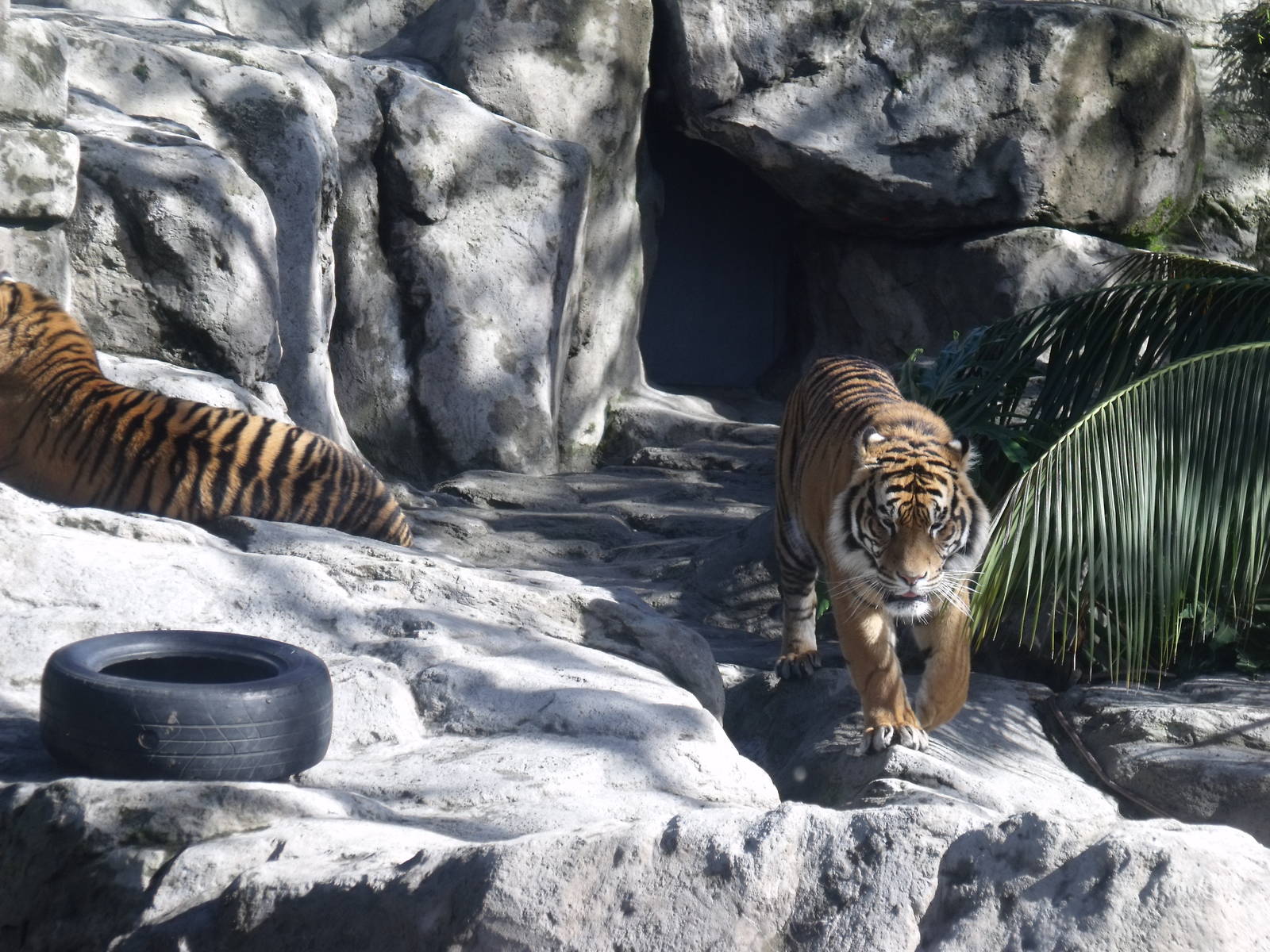 Tigers at Auckland Zoo