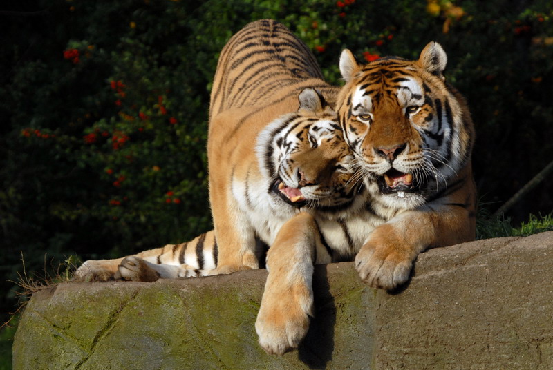 Tigers at Hagenbeck, Hamburg