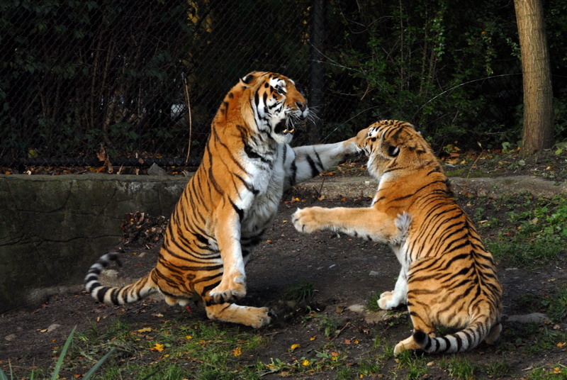 Tigers at Hagenbeck, Hamburg