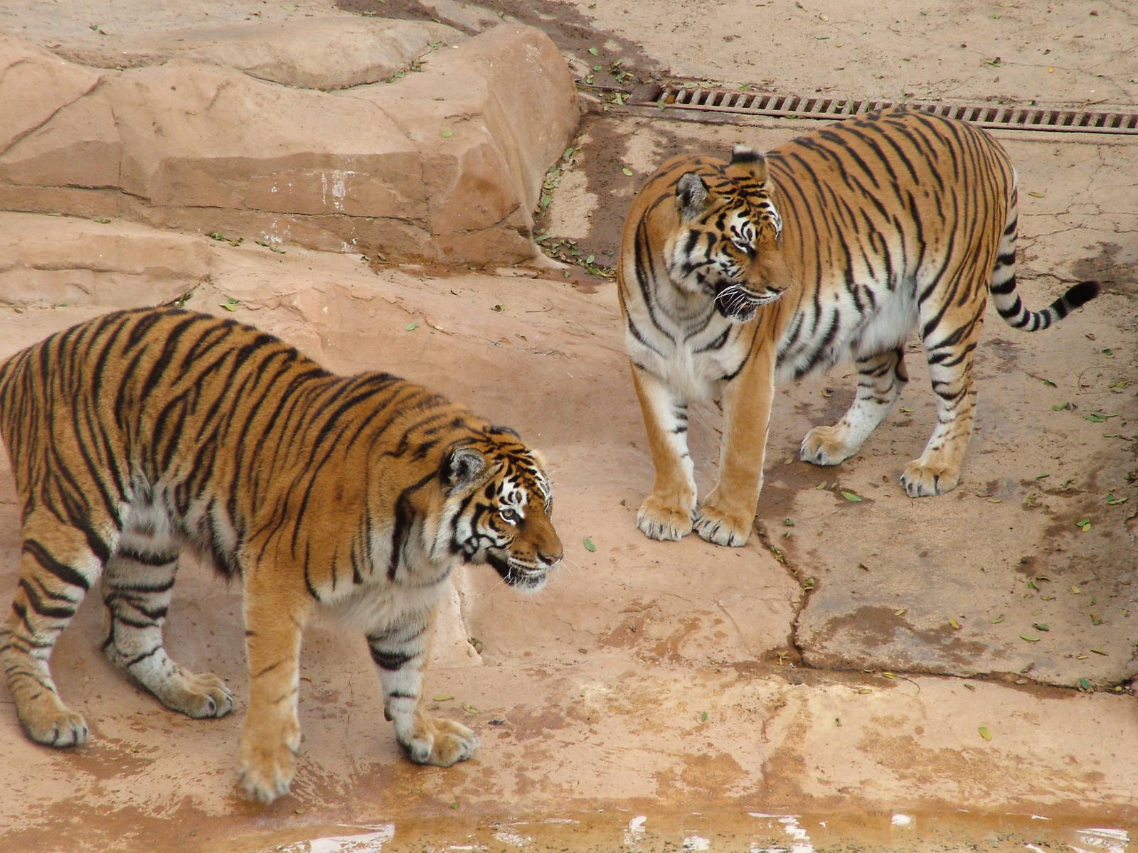 Tigers at Jungle Park (Las Aguilas), 13/11/10