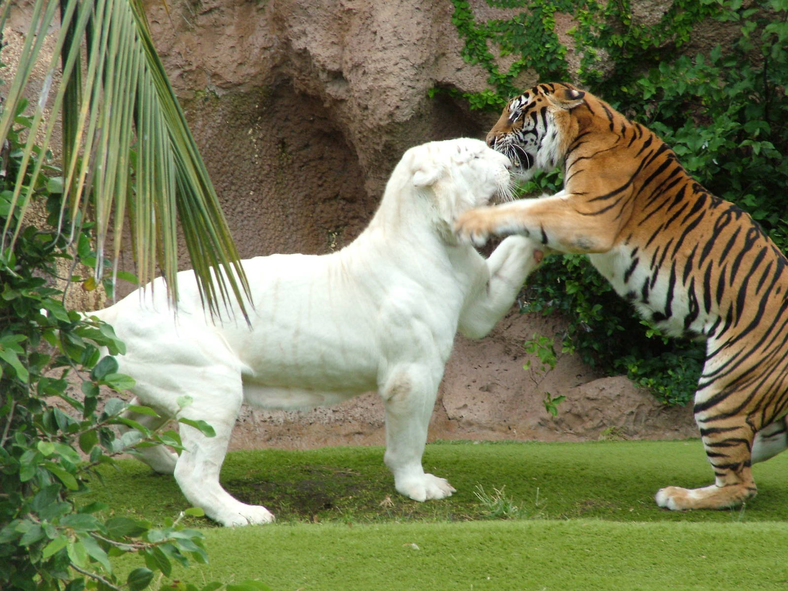 Tigers at Loro Parque, 08/11/10