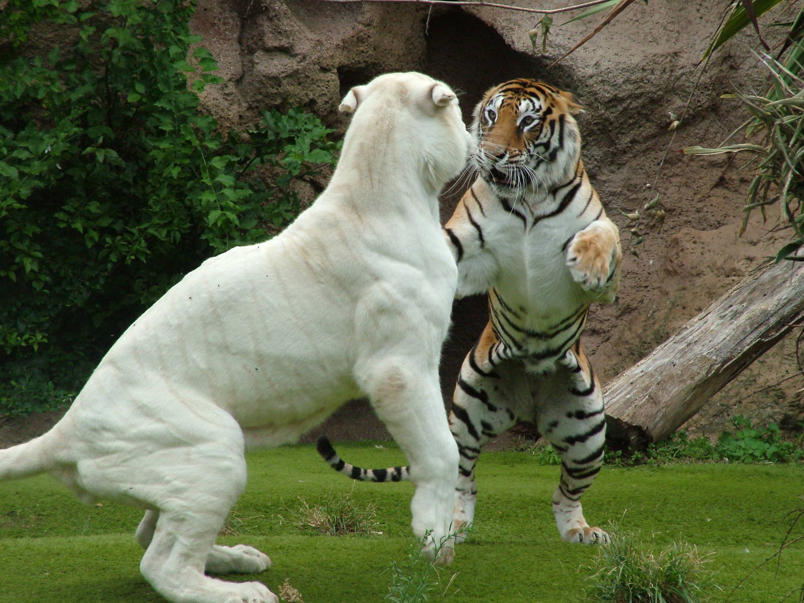 Tigers at Loro Parque, 08/11/10