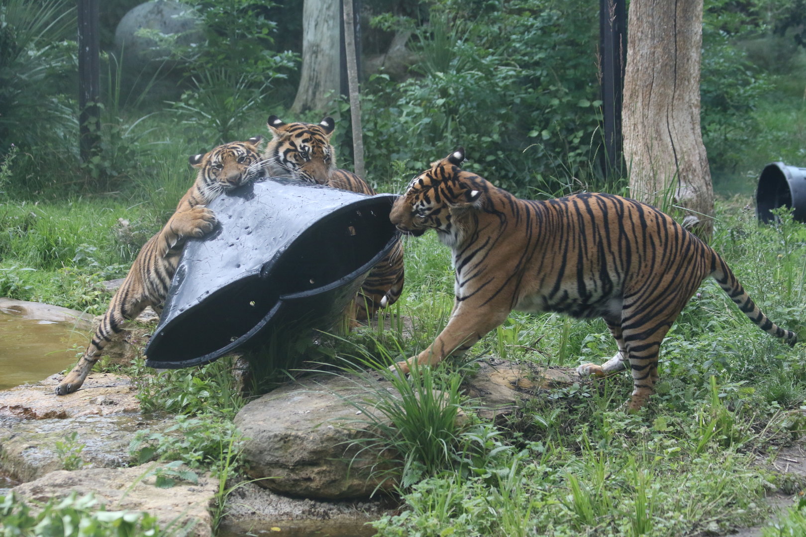 Tigers at play