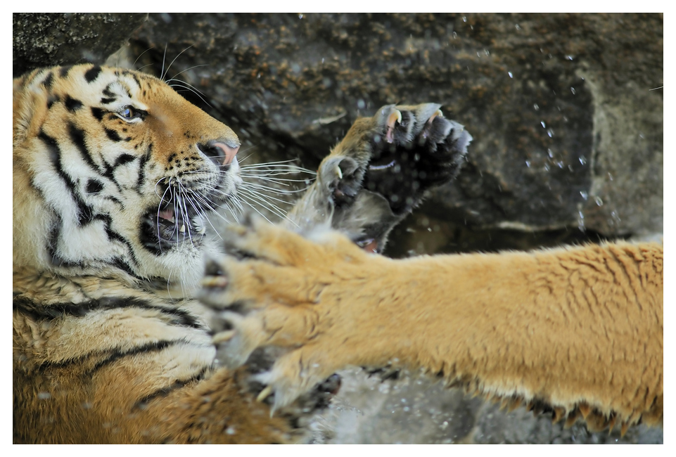 Tigers at the Alfred-Brehm-House