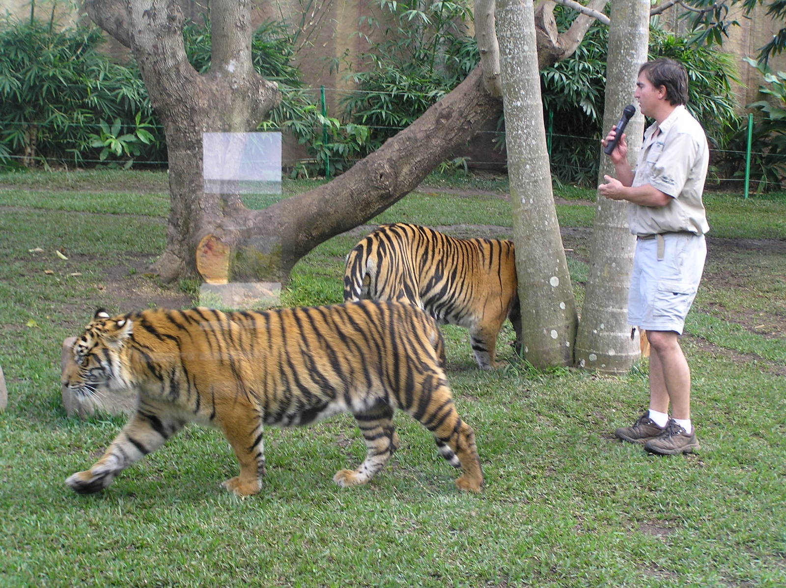 Tigers - Austrailia zoo 05