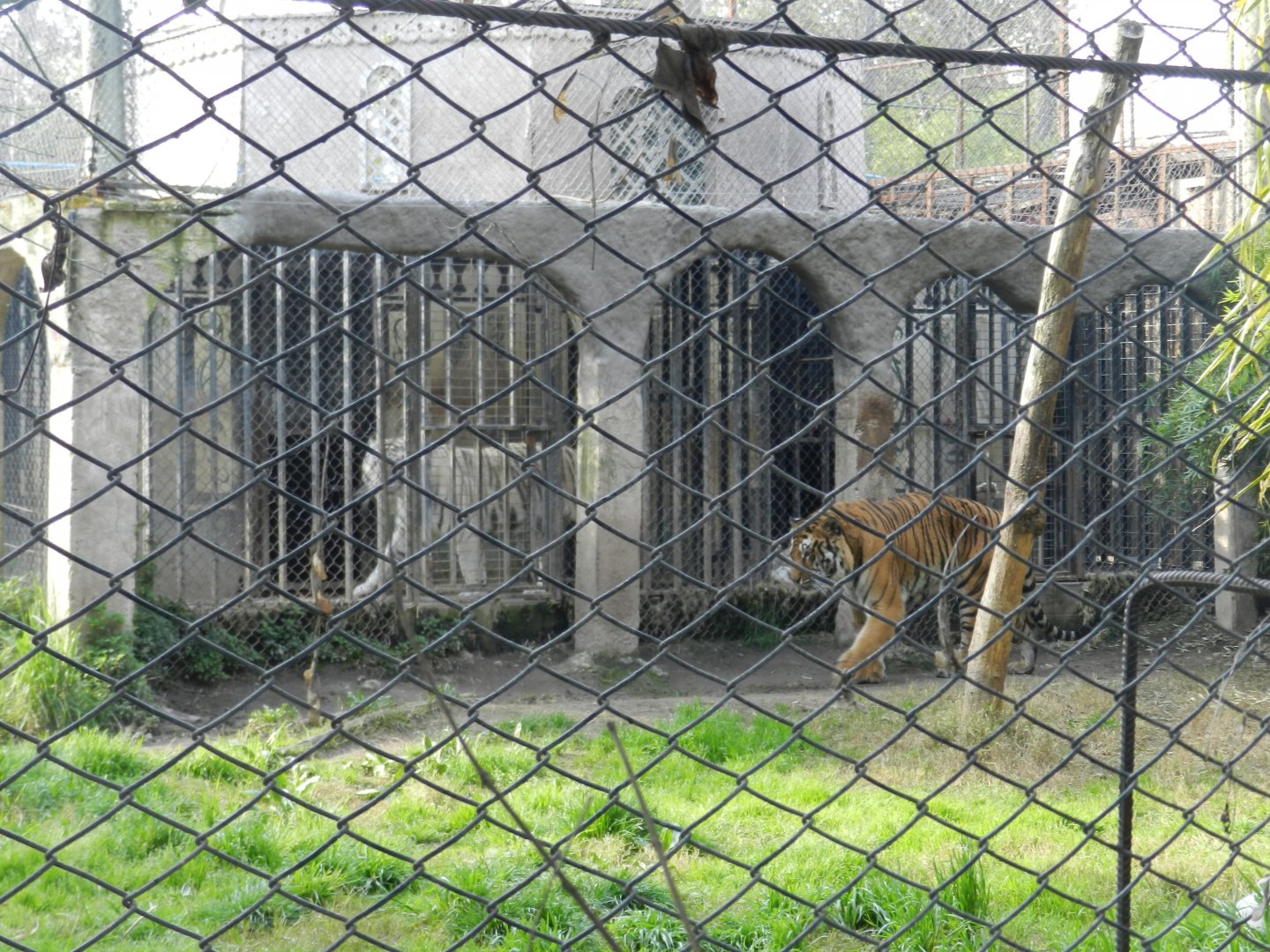 Tigers - Buin zoo