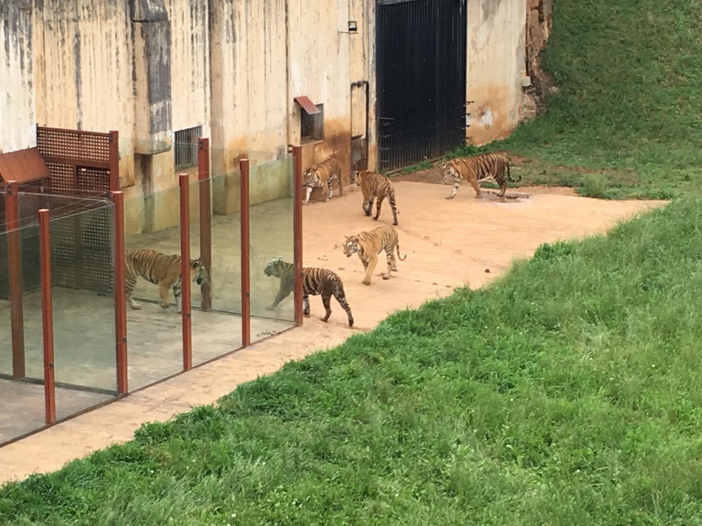 Tigers-Cabarceno 2019