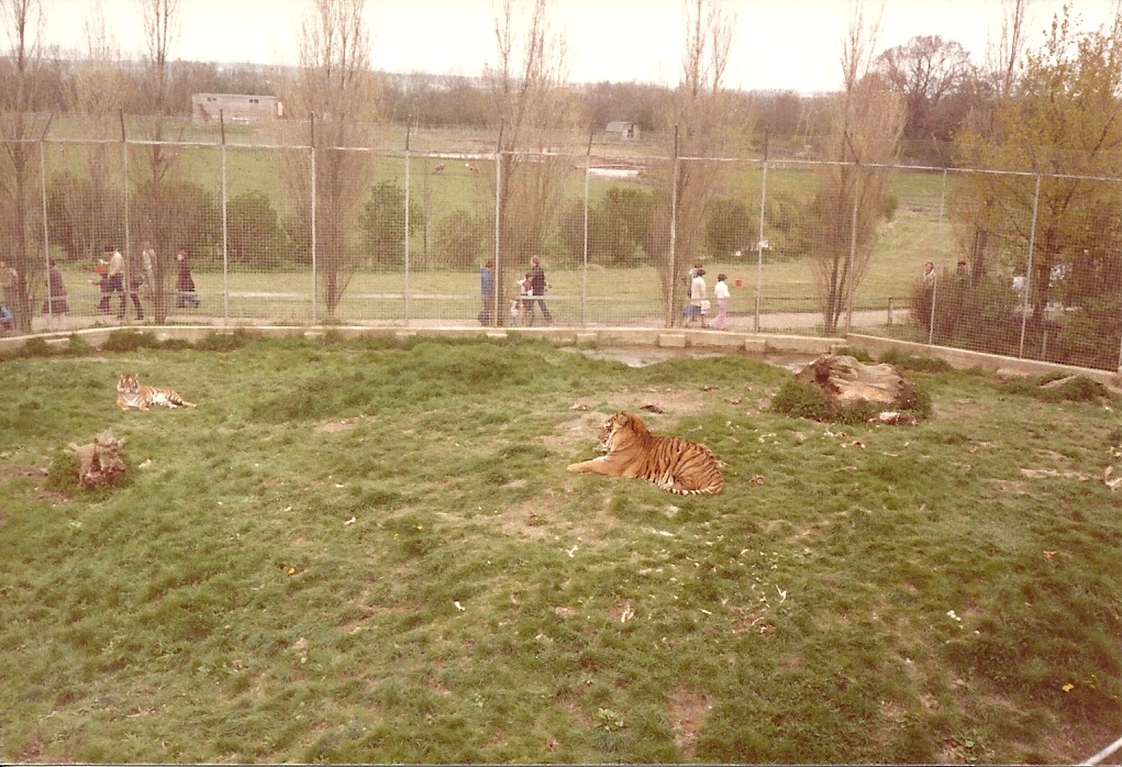 Tigers circa 1981