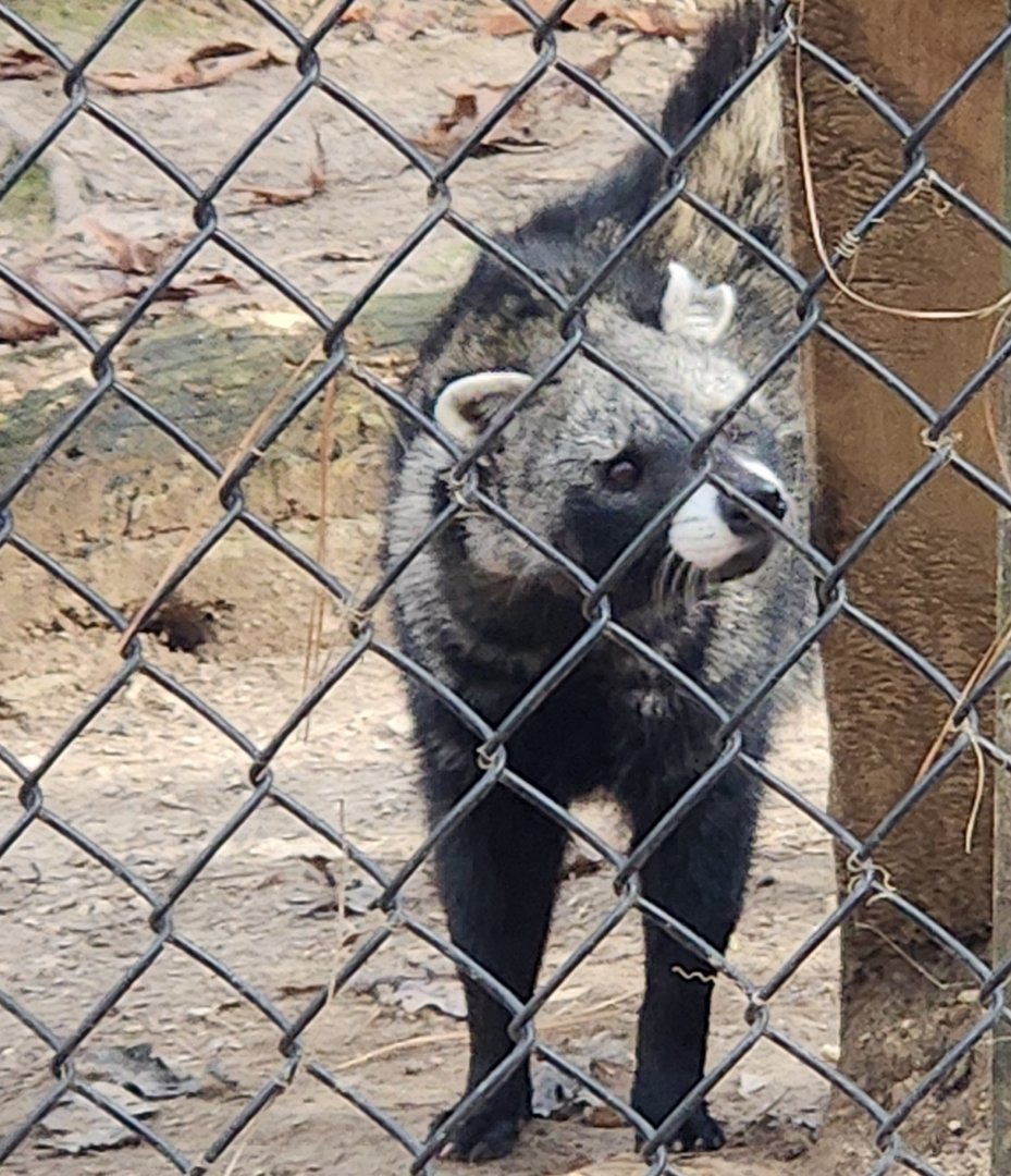 Tigers For Tomorrow - African Civet closeup