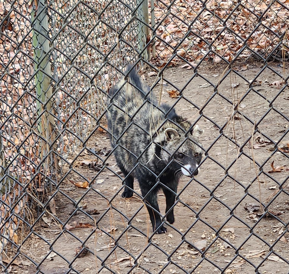 Tigers For Tomorrow - African Civet
