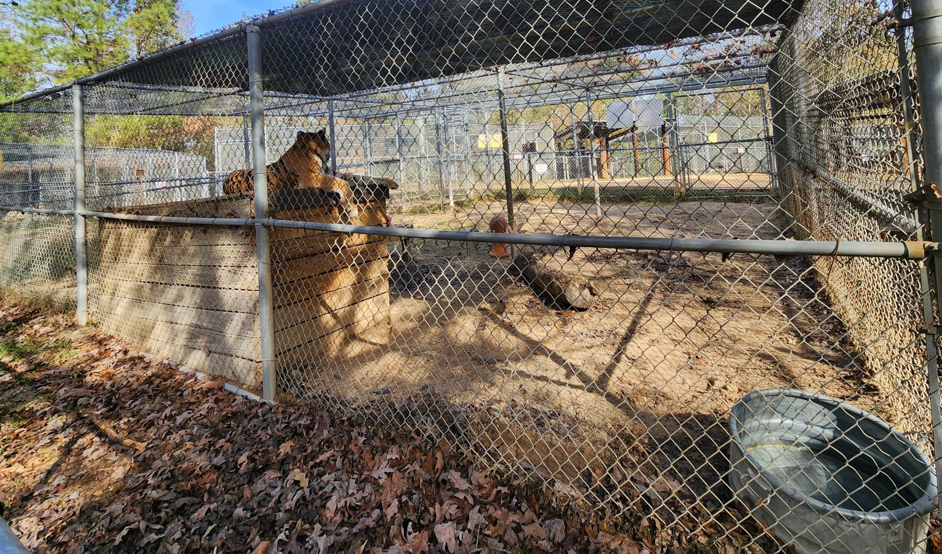 Tigers For Tomorrow - Another tiger enclosure