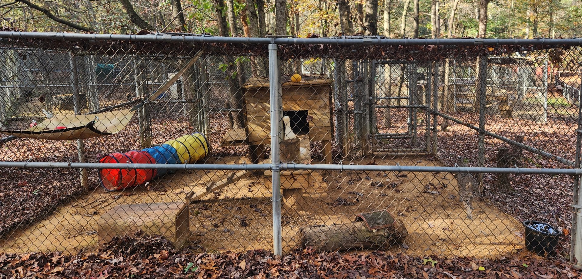 Tigers For Tomorrow - Bobcat exhibit