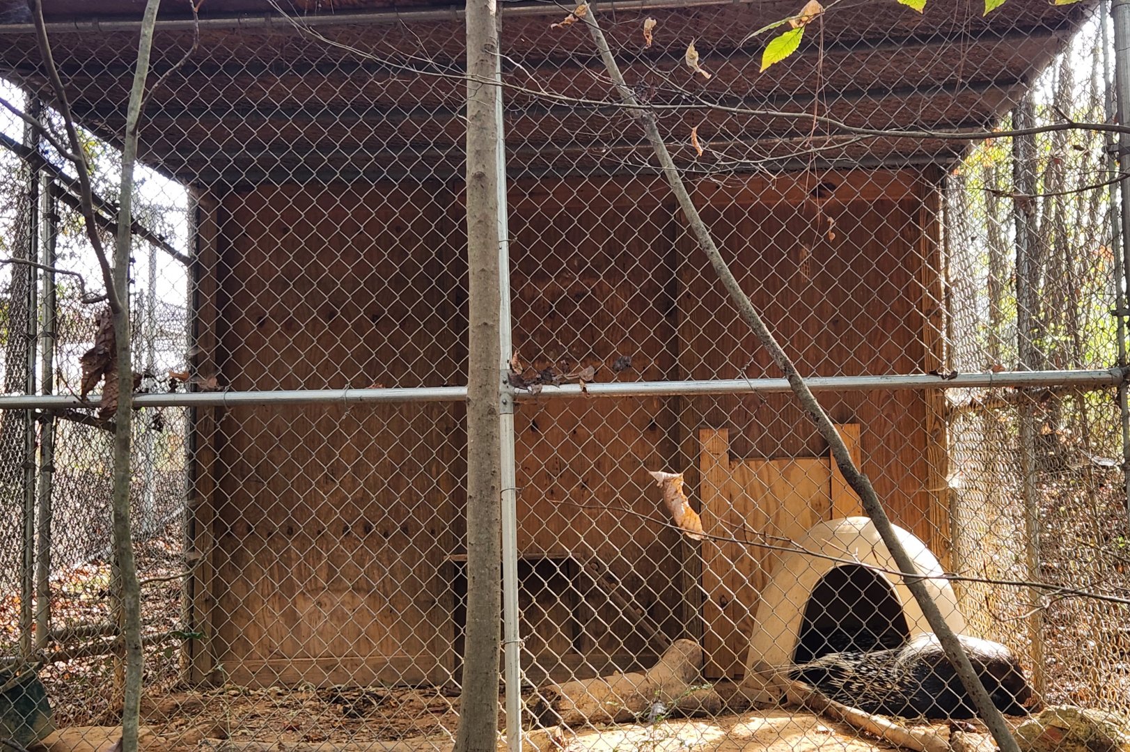 Tigers For Tomorrow - Cape Porcupine enclosure