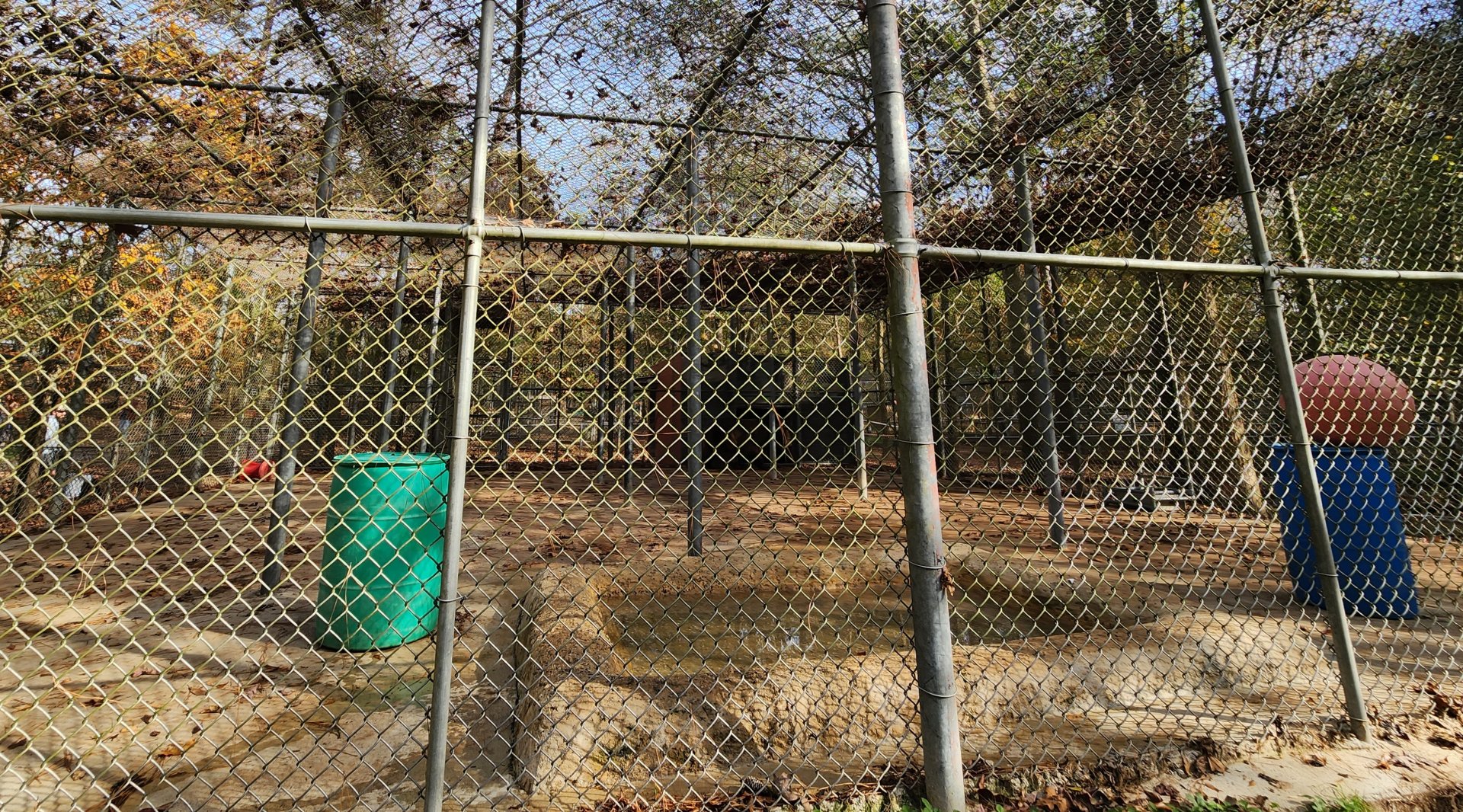 Tigers For Tomorrow - Grizzly Bear exhibit