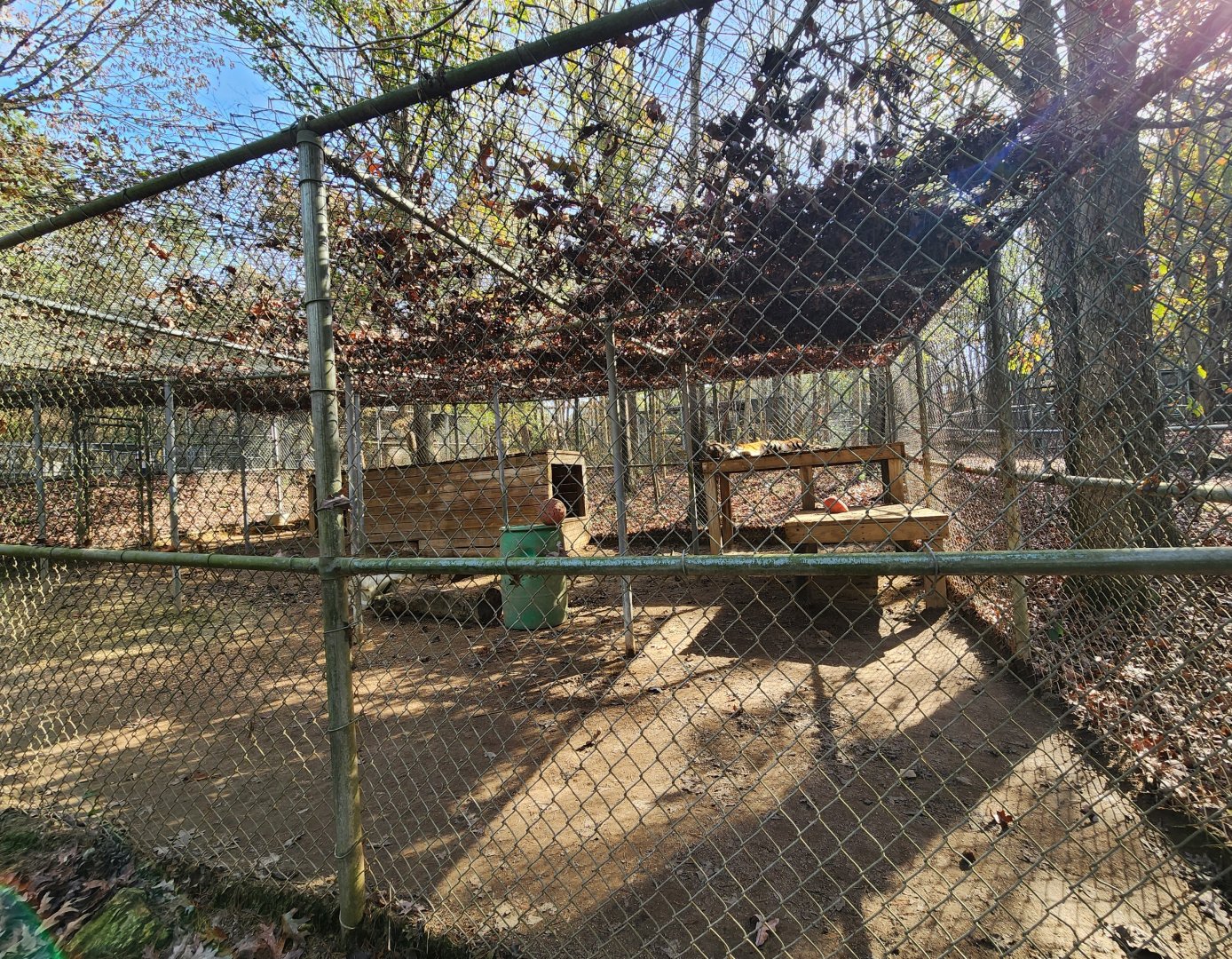 Tigers For Tomorrow - Tiger exhibit