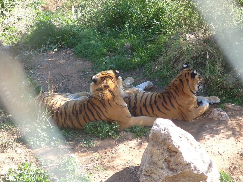 Tigers in Antalya Zoo