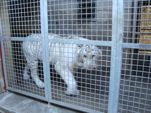 Tiger's indoor exhibit