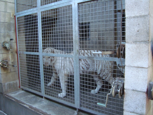 Tiger's indoor exhibit