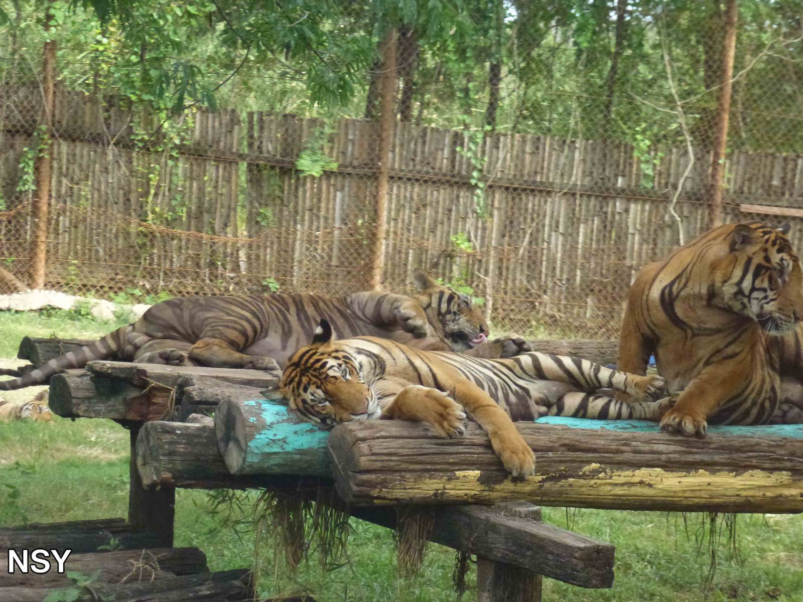 Tigers, June 2013.