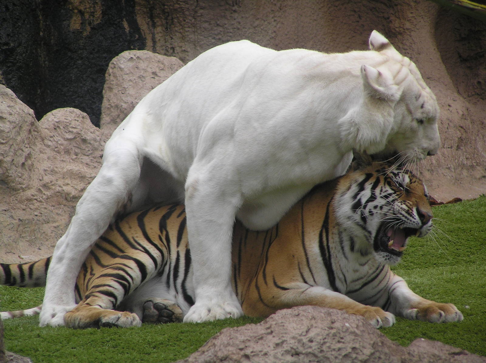 Tigers - Loro parque 07