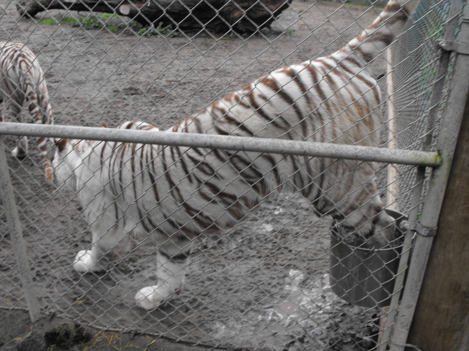 Tiger's love to swim