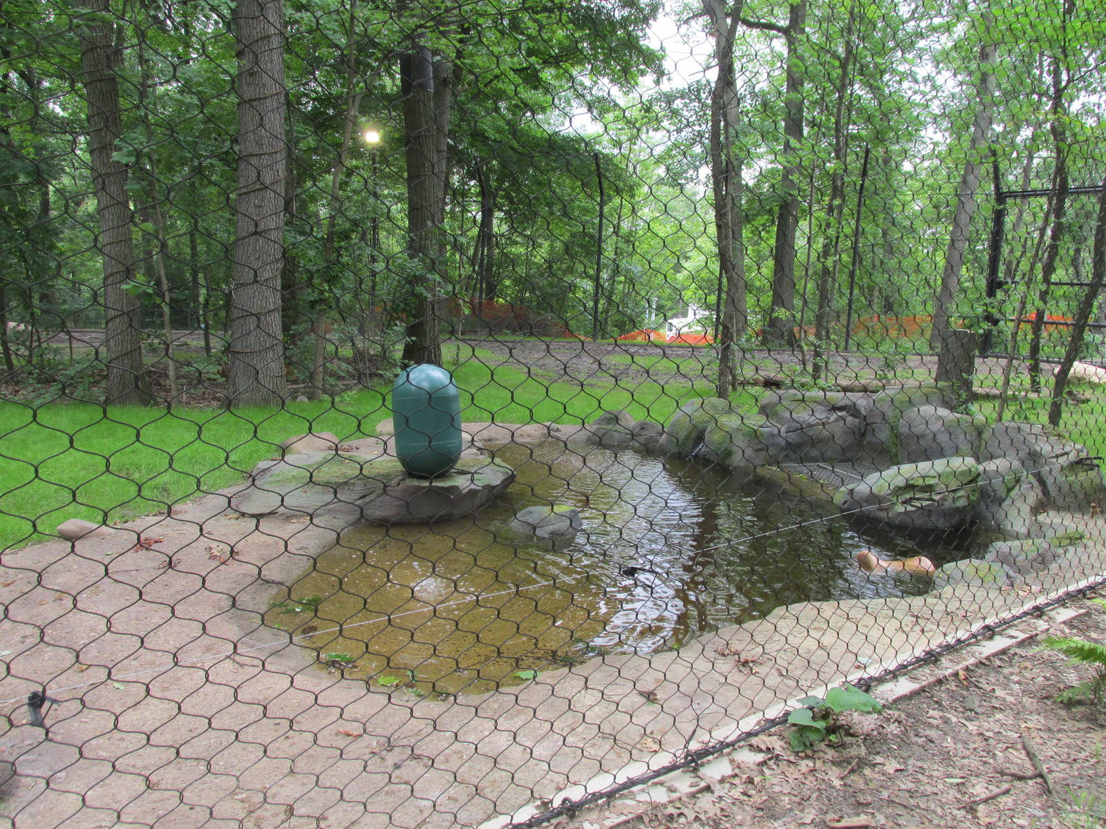 Tigers of the Realm Pool