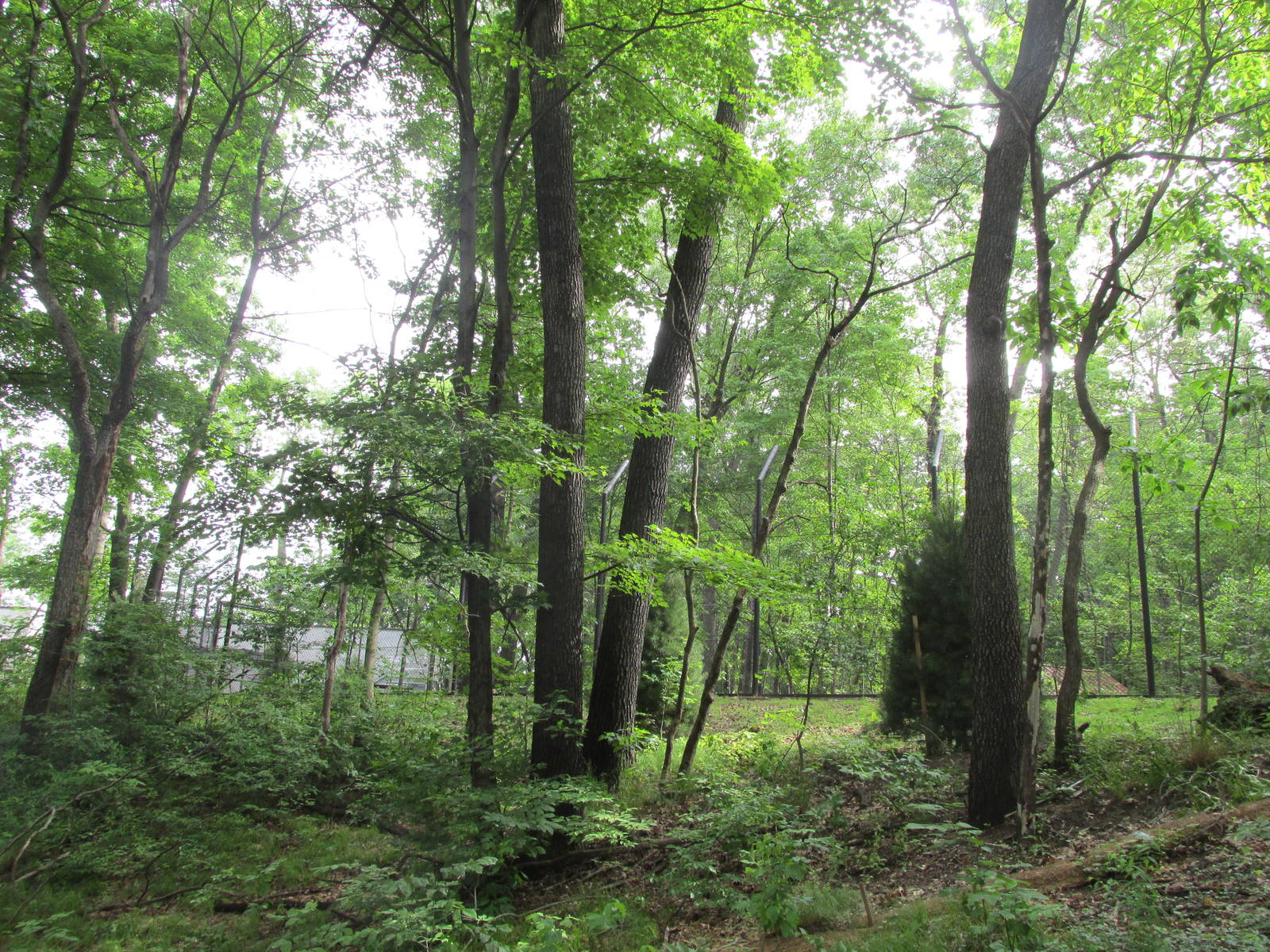 Tigers of the Realm Side View