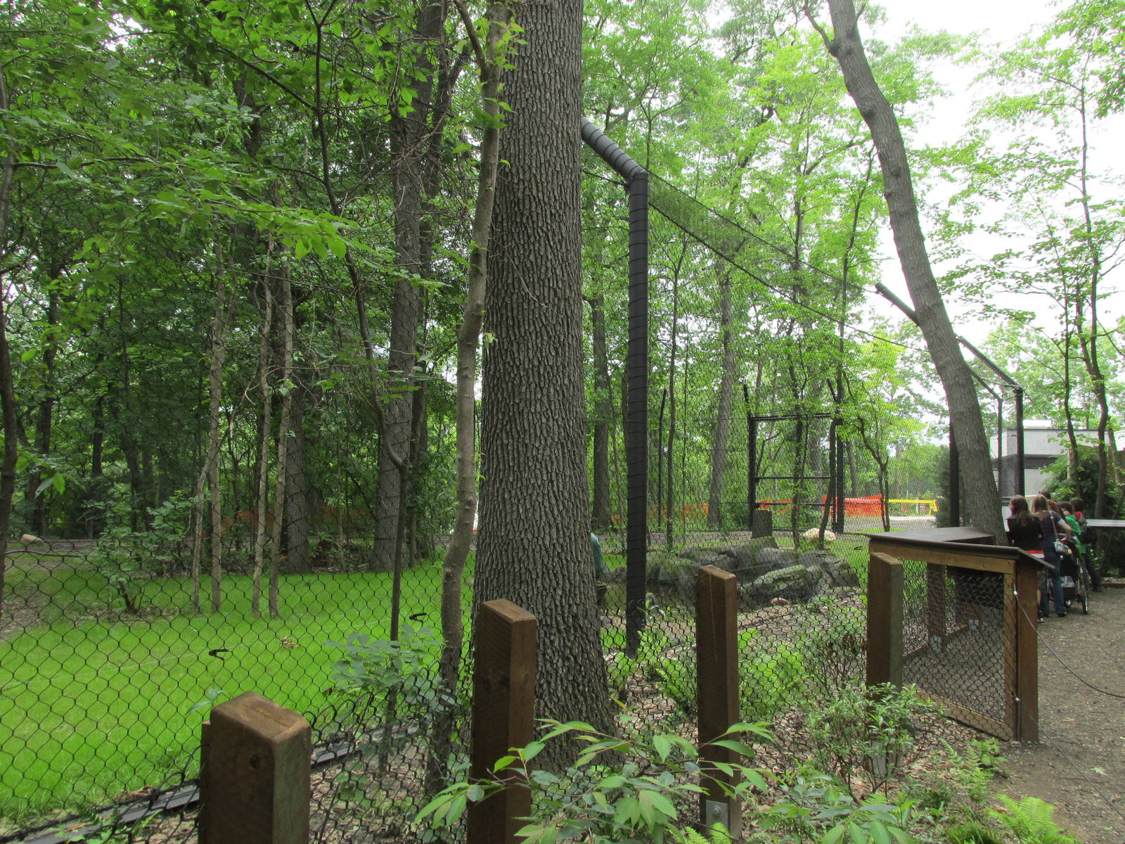 Tigers of the Realm Side Viewing