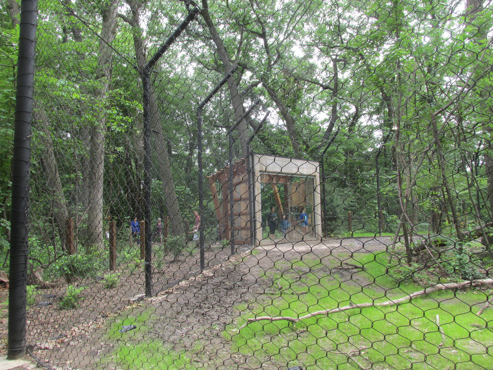 Tigers of the Realm Viewing (towards window)