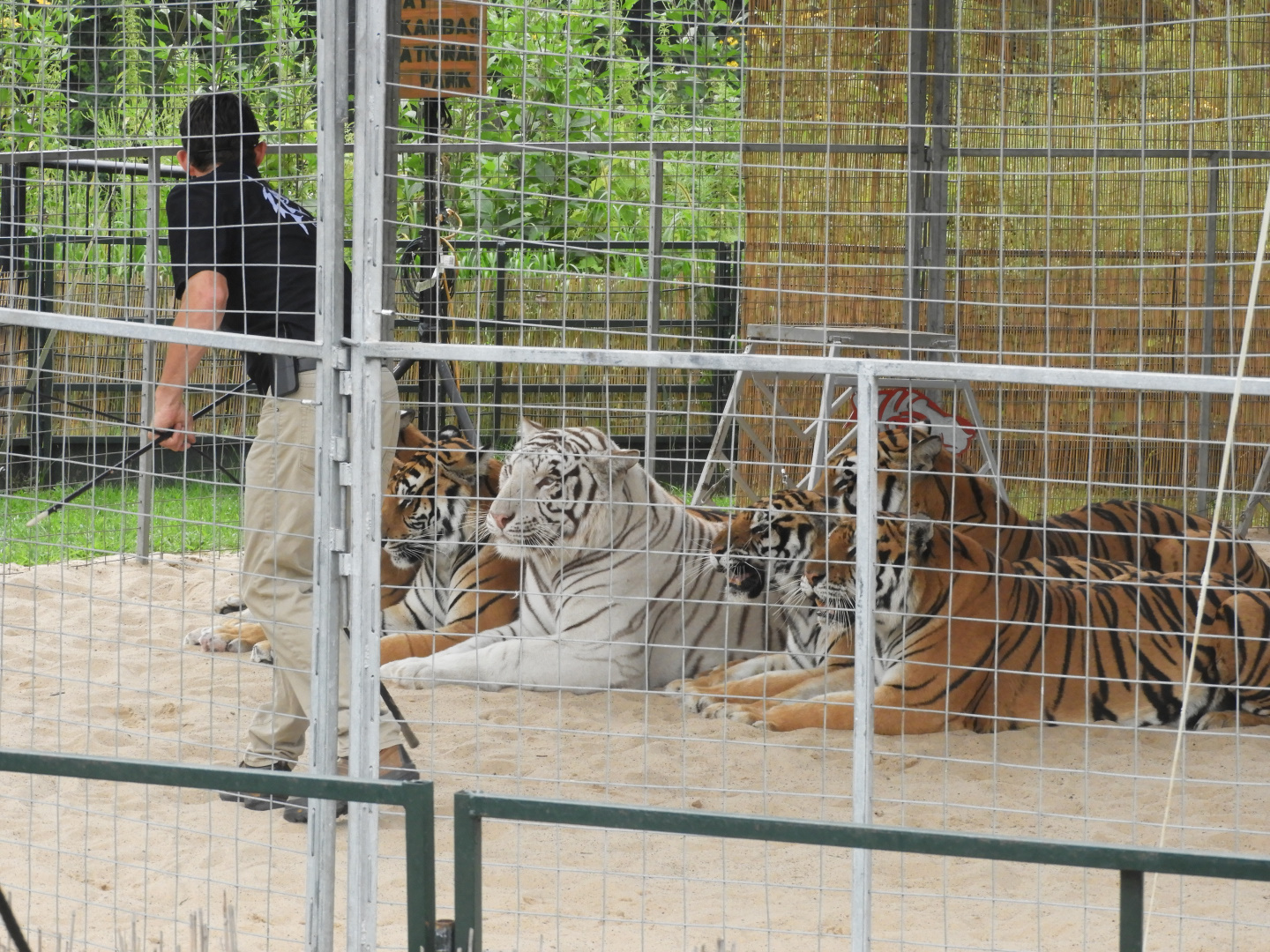 Tigers (Panthera tigris) - Circus World Museum