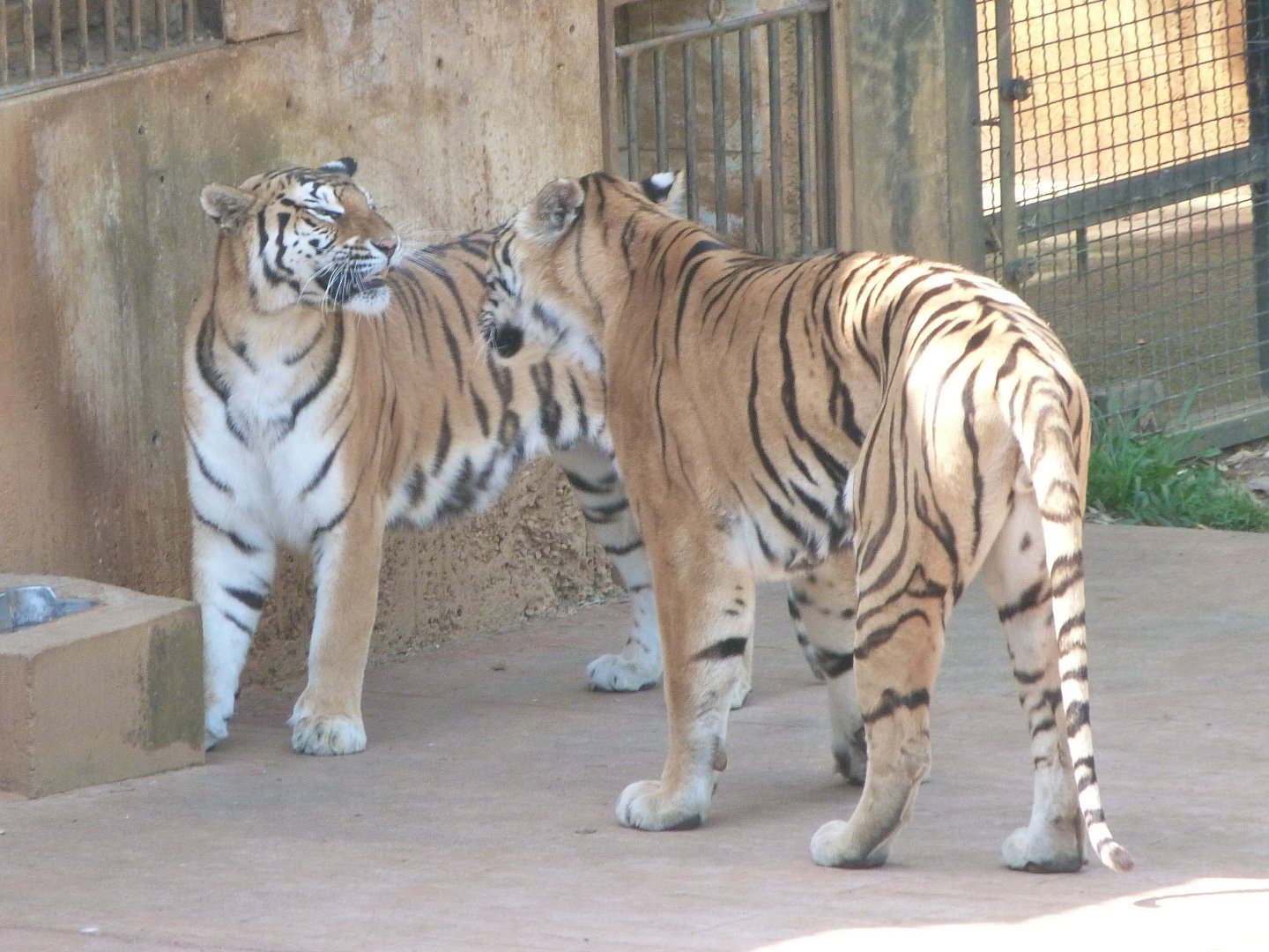 Tigers -Parque de la Naturaleza de Cabárceno (2025)