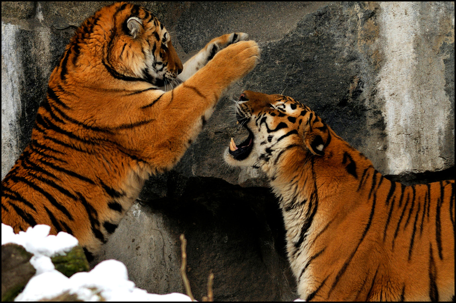 Tigers play at Berlin Tierpark