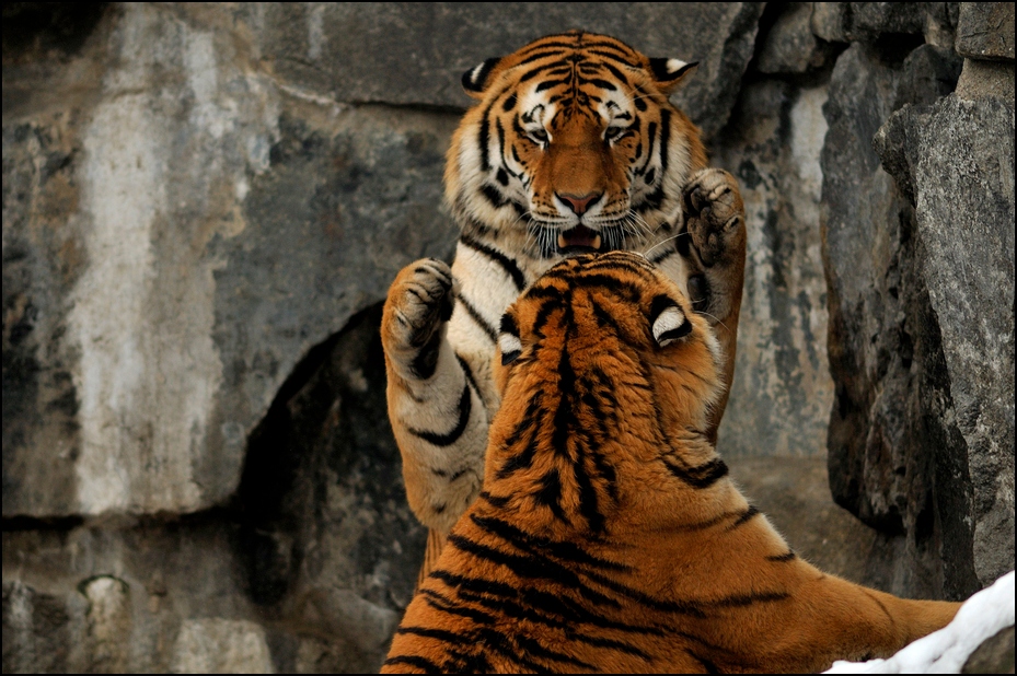 Tigers play at Berlin Tierpark