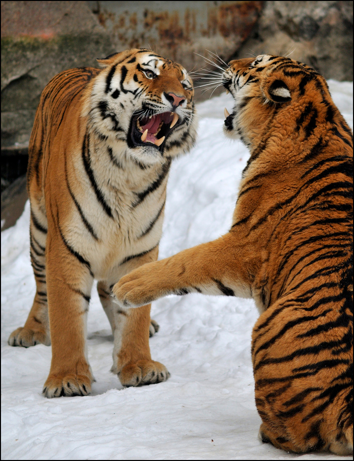 Tigers play at Berlin Tierpark