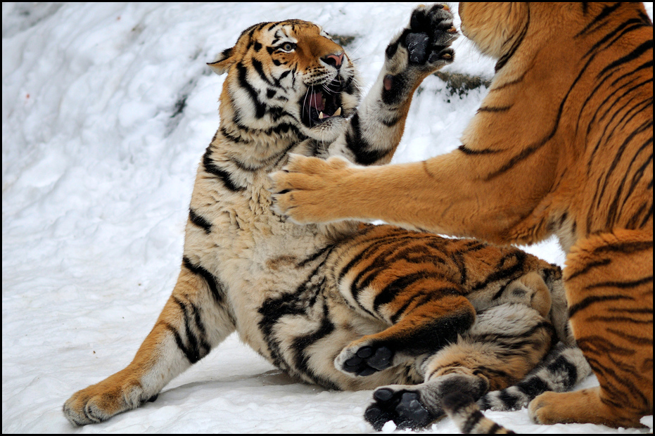 Tigers play at Berlin Tierpark