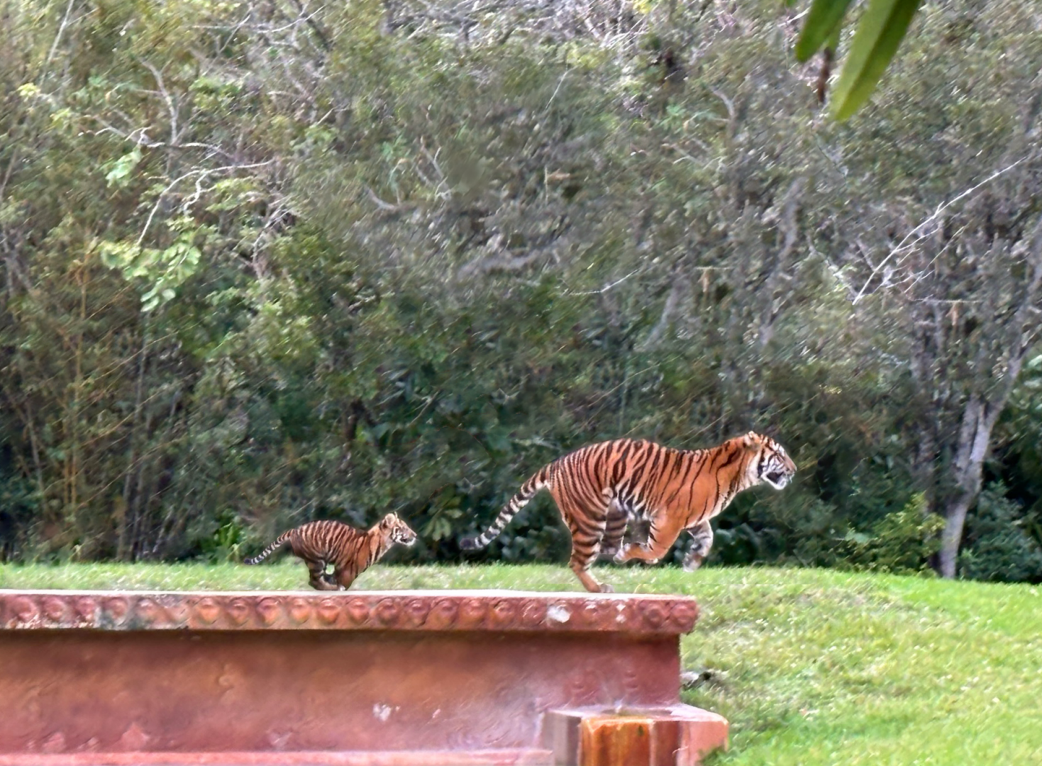 Tigers running- Mom and Cub