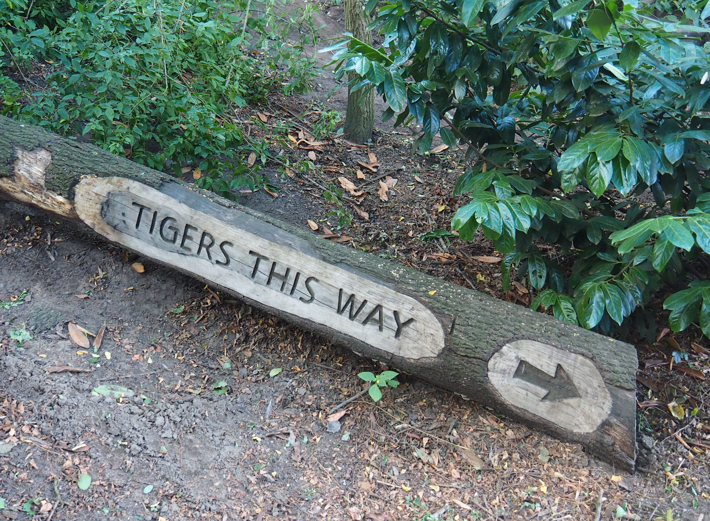 Tigers this way log carving, 2019-08-11