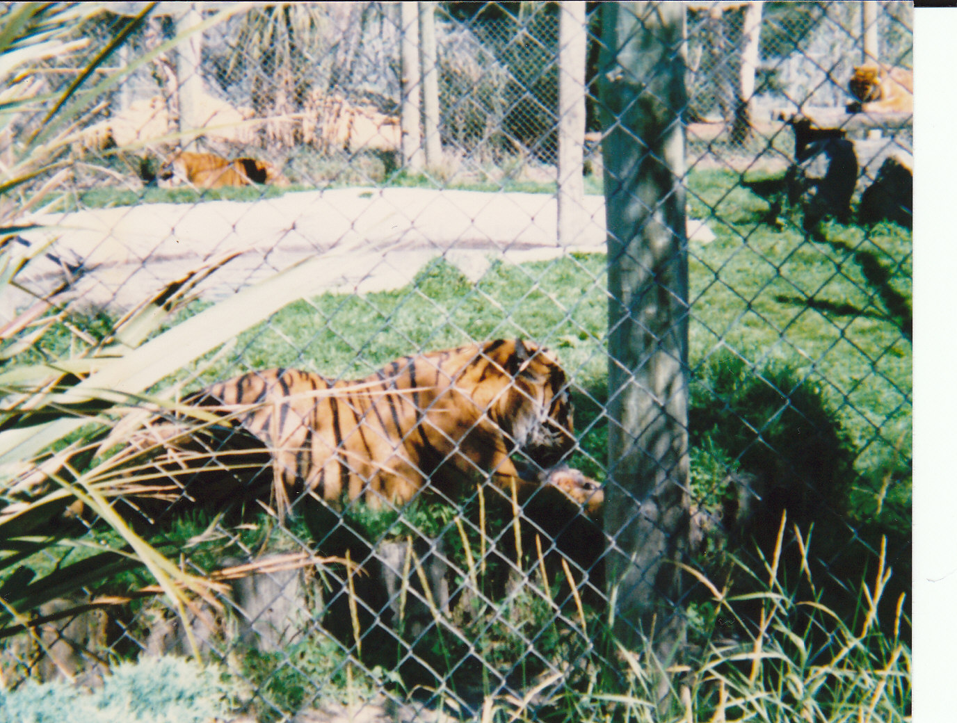tigers